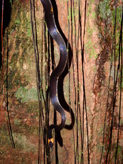 Oxyrhopus melanogenys