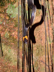 Oxyrhopus melanogenys