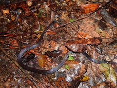 Oxyrhopus melanogenys