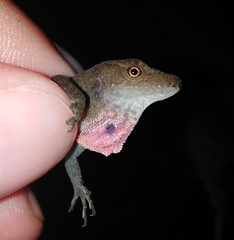 Anolis uniformis