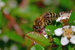 Apis mellifera