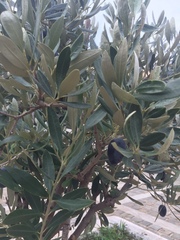 Olea europaea