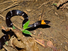 Oxyrhopus melanogenys