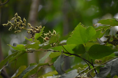 Rhynchosia acuminatissima