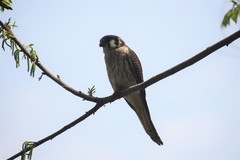 Falco sparverius