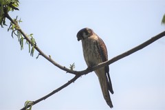 Falco sparverius