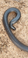 Atractaspis fallax