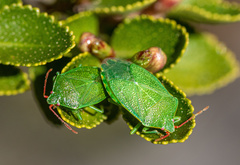 Sinopla perpunctatus