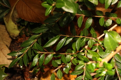 Lonicera ligustrina