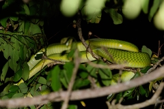 Dendroaspis angusticeps