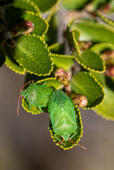 Sinopla perpunctatus
