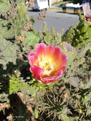 Austrocylindropuntia