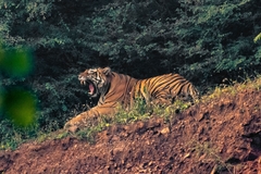 Panthera tigris tigris