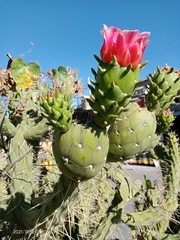 Austrocylindropuntia
