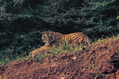 Panthera tigris tigris