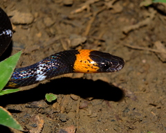 Oxyrhopus melanogenys