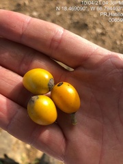 Sideroxylon foetidissimum