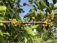 Sideroxylon foetidissimum