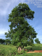 Sideroxylon foetidissimum