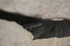 Microlophus
