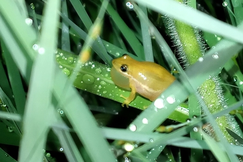 Brown-bordered Snouted Tree Frog