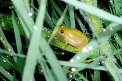 Scinax fuscomarginatus