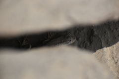 Microlophus
