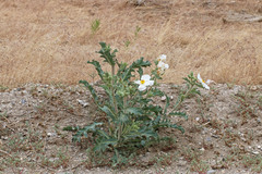 Argemone munita rotundata