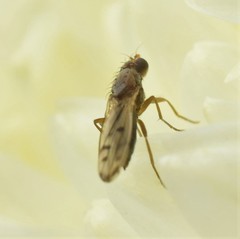 Opomyzoidea
