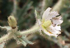 Argemone munita rotundata