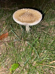 Amanita