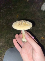 Amanita