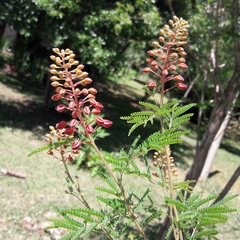 Pomaria rubicunda