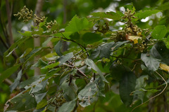 Rhynchosia acuminatissima