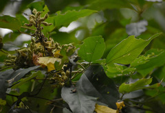 Rhynchosia acuminatissima