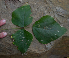Rhynchosia acuminatissima