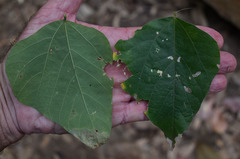 Rhynchosia acuminatissima