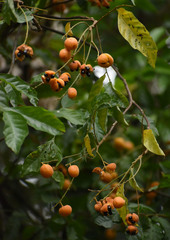 Toechima daemelianum