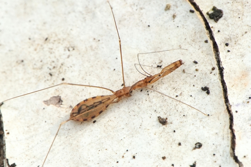 House thread-legged bug