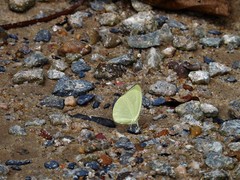 Gandaca harina distanti