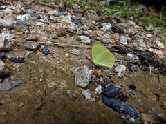 Gandaca harina distanti