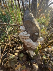 Trametes hirsuta