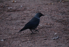 Corvus monedula