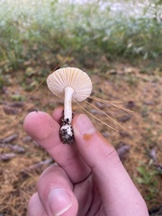 Basidiomycota