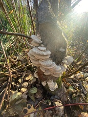 Trametes hirsuta