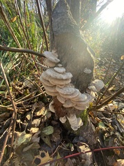 Trametes hirsuta