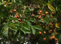 Toechima daemelianum