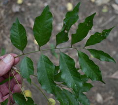 Toechima daemelianum