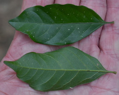 Toechima daemelianum