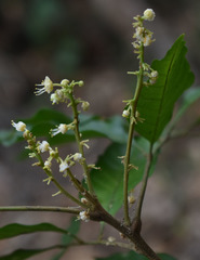 Toechima daemelianum